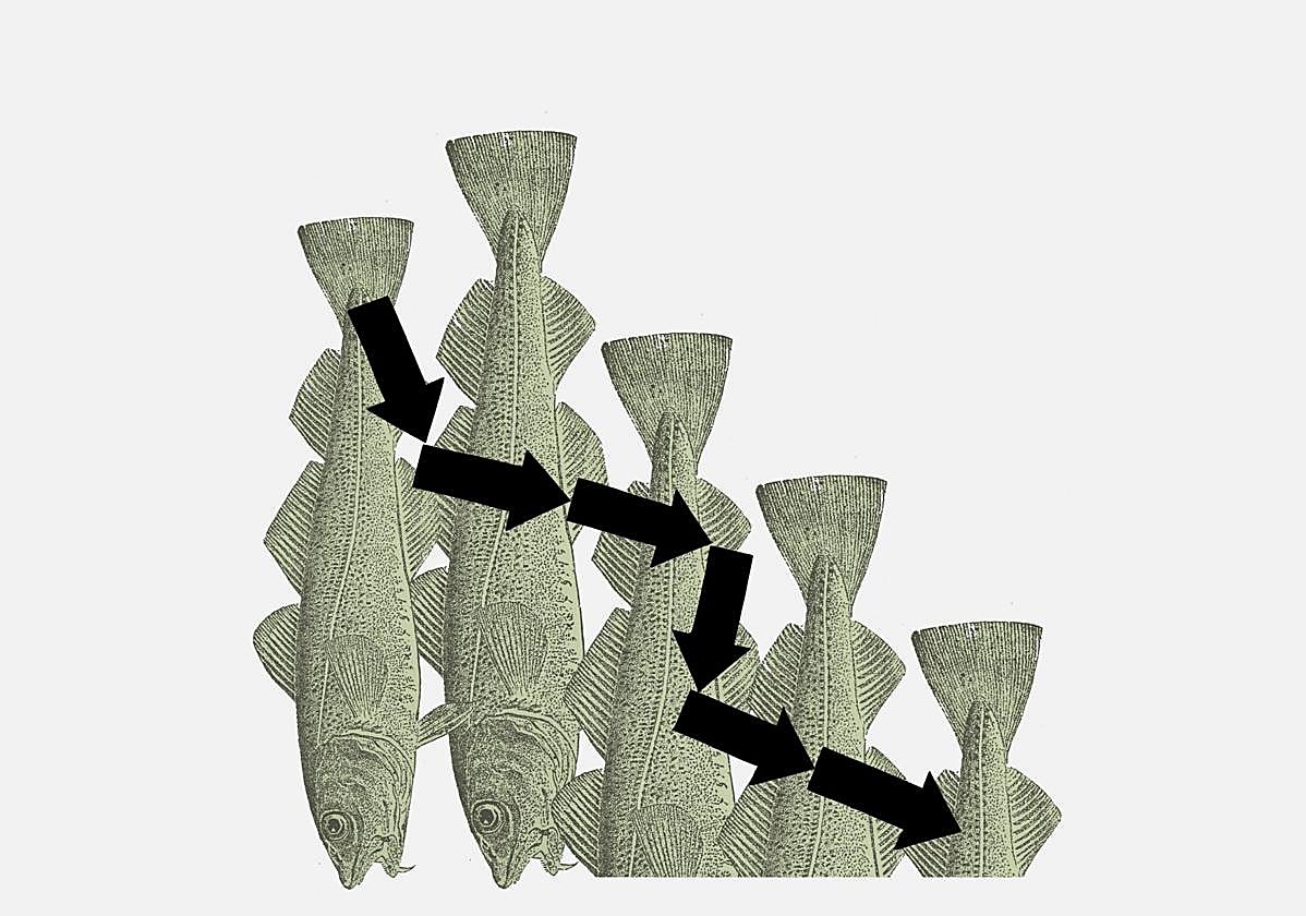 El bacalao que seremos (I)