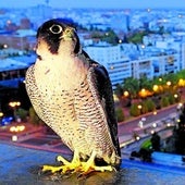 Los halcones peregrinos se adaptan perfectamente a la vida en las ciudades.