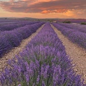 Crepúsculo sobre un campo de lavanda en la Meseta castellana.