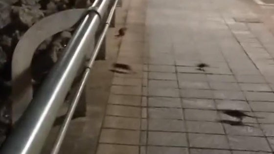 Plaga de ratas en el Puerto Deportivo de Getxo