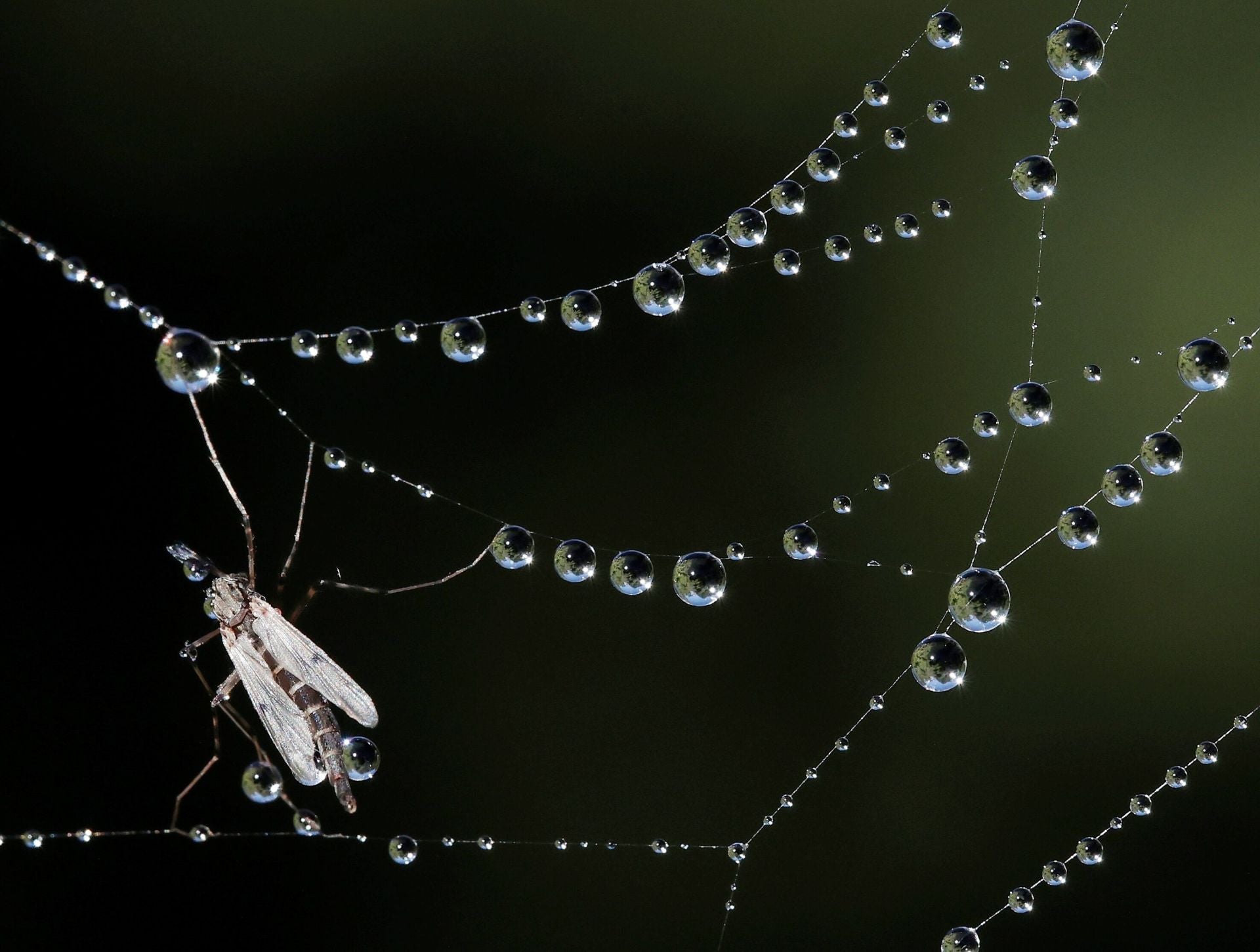 «Al loro» con la polilla de Guatemala y otras plagas que «llegarán a Euskadi»