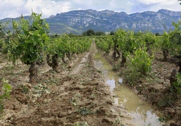 Un viñedo inundado en Villabuena de Álava, en una imagen de archivo.