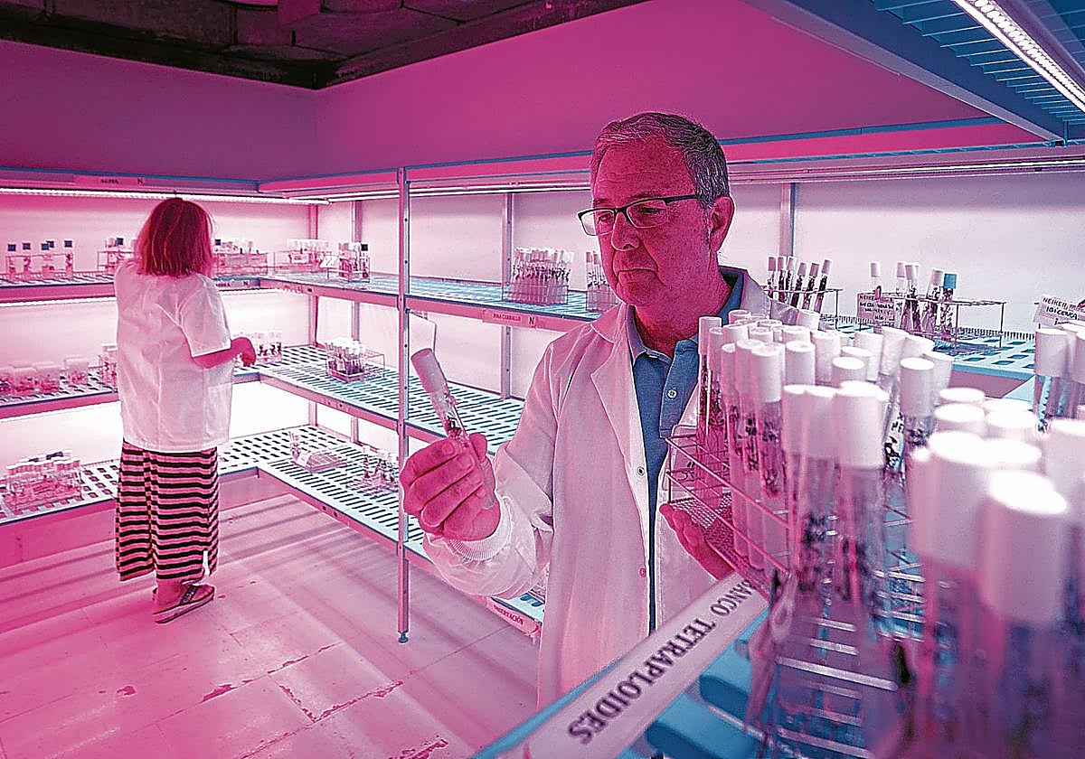 Nacho Ruiz de Galarreta examina una de las plántulas de patata. Disponen de cerca de 600 variedades, algunas de ellas silvestres.