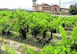 Viñas inundadas en Villabuena de Álava.
