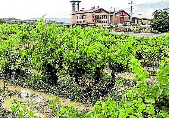 Viñas inundadas en Villabuena de Álava.