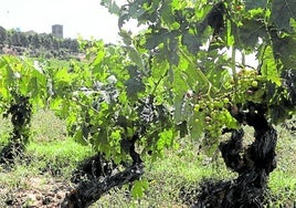 Viñedo de Laguardia, con el agua ya absorbida a primera vista por el suelo pero con racimos tocados por el pedrisco del viernes.