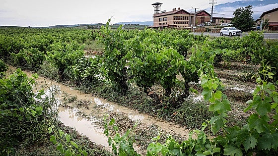 La tormenta histórica del viernes daña 2.900 hectáreas de viñedo y cereal en Álava