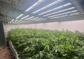Desmantelan una plantación de marihuana con casi mil plantas en una nave de Urduliz