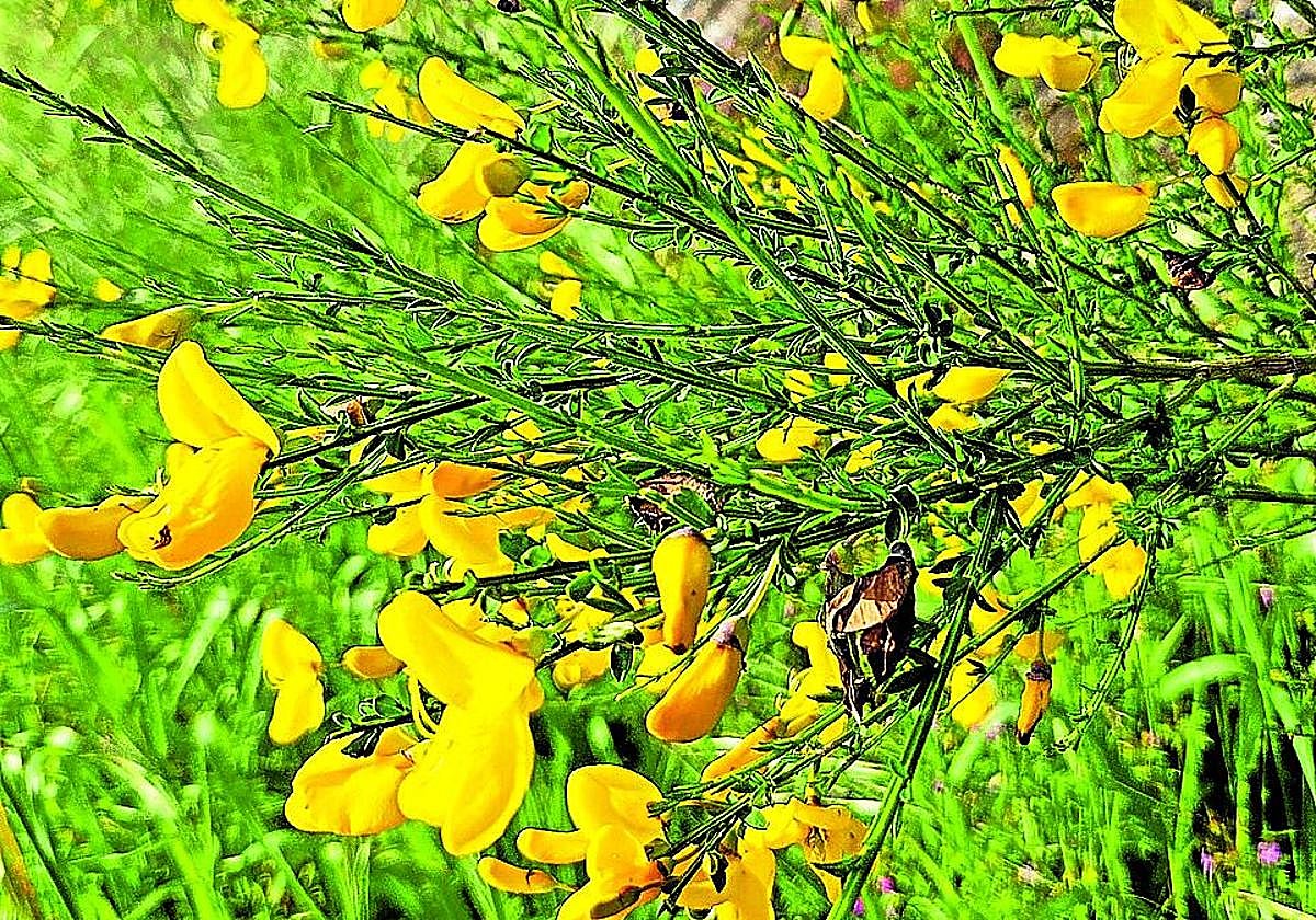 Ejemplar de una de las muchas especies de genista de la Península.