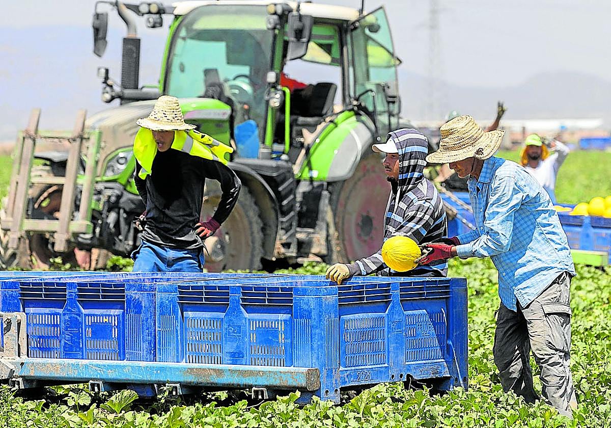 Trabajadores marroquíes que viven en Torre Pacheco recogen melones bajo el sol