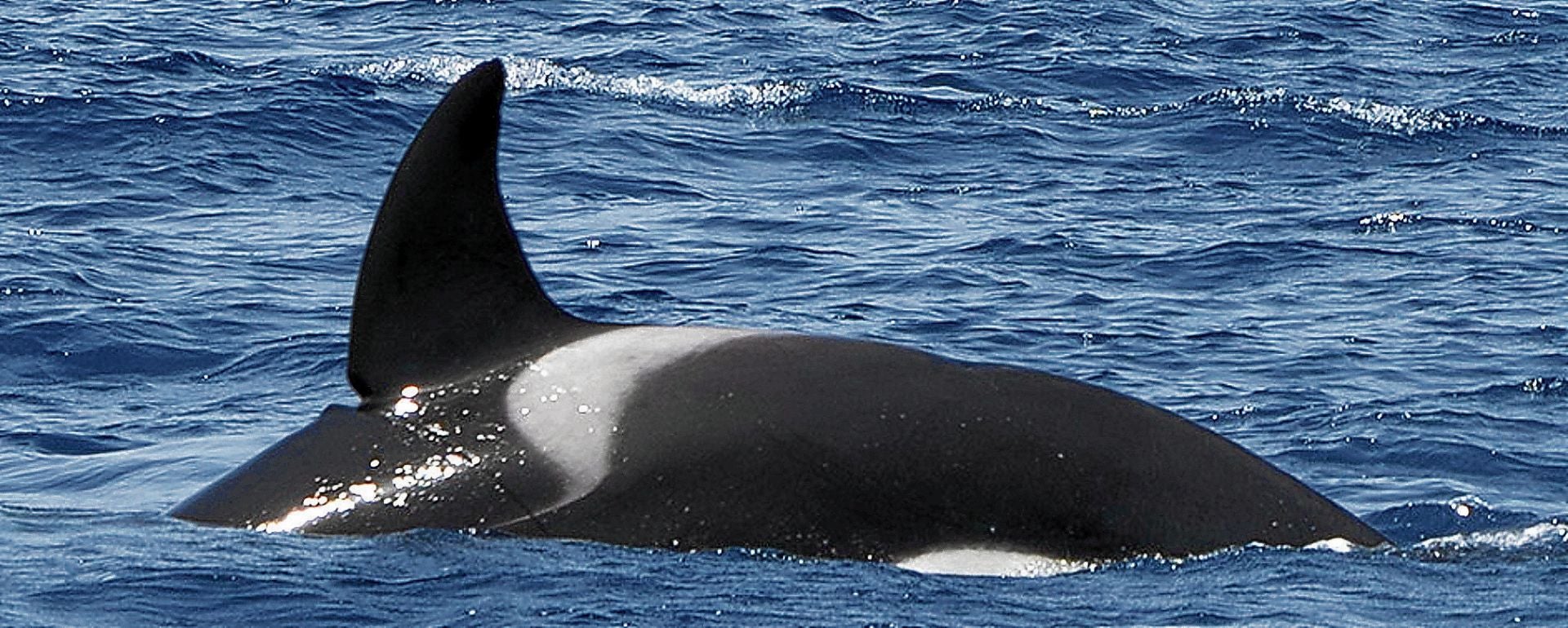 'Gladis Albarracín', la orca sospechosa de los ataques a veleros en aguas vascas
