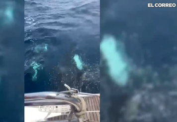 Las orcas atacan por primera vez dos veleros en las costas vascas y crean momentos de pánico