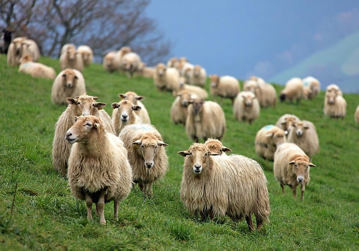 Rebaño de ovejas, las más afectadas por la enfermedad