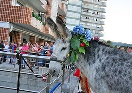 Las cuadrillas que celebran el Día del Burro en Bakio realizan un 'poteo' con el animal al que adornan la cabeza con hortensias.