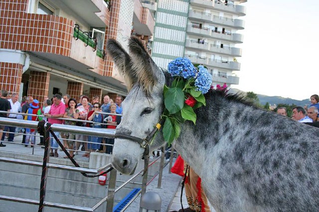 Las cuadrillas que celebran el Día del Burro en Bakio realizan un 'poteo' con el animal al que adornan la cabeza con hortensias.