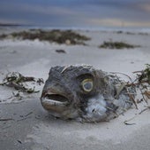 Un pez muerto y varado en la arena en una playa de la ciudad australiana de Adelaida.
