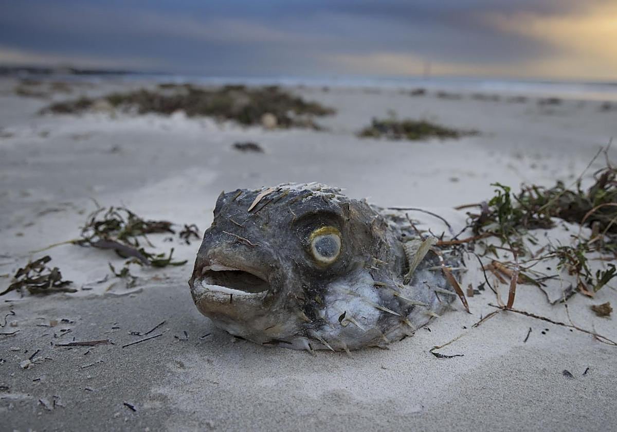 Un pez muerto y varado en la arena en una playa de la ciudad australiana de Adelaida.