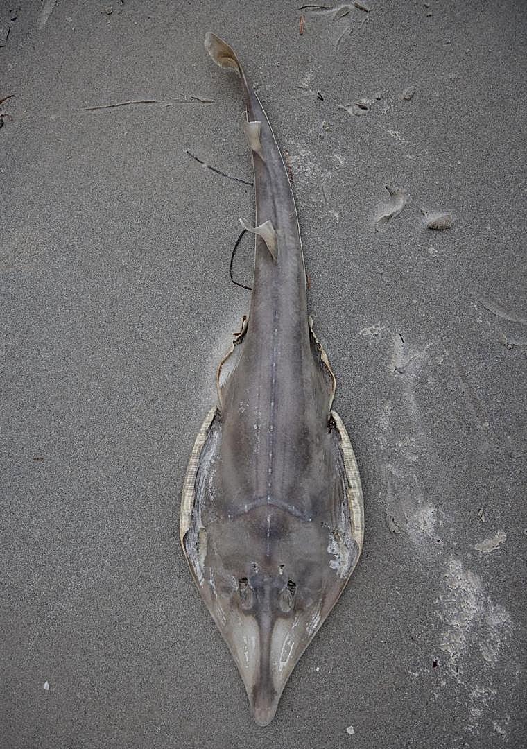 Imagen - Otro ejemplar muerto a causa de las algas tóxicas en West Beach.