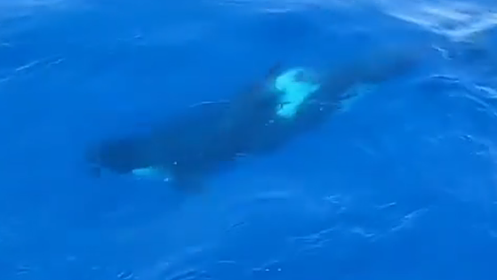 Avistan a media docena de orcas a 10 millas de Cabo Matxitxako