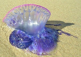 Las playas Arrietara-Atxabiribil y Barinatxe abren con bandera roja y presencia de carabelas portuguesas