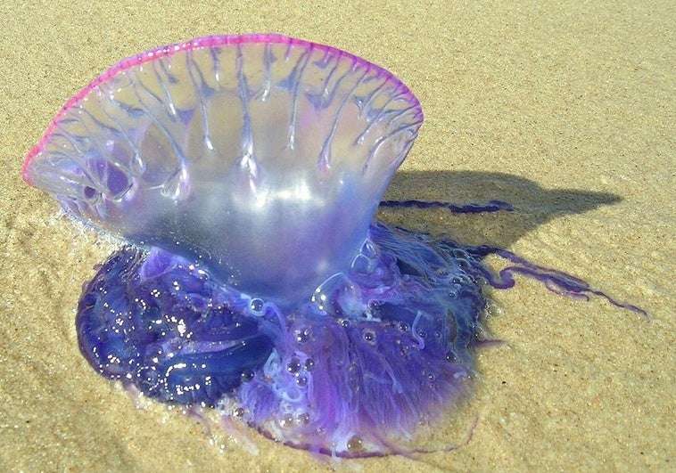 Las carabelas portuguesas aumentan su presencia en las playas vizcaínas
