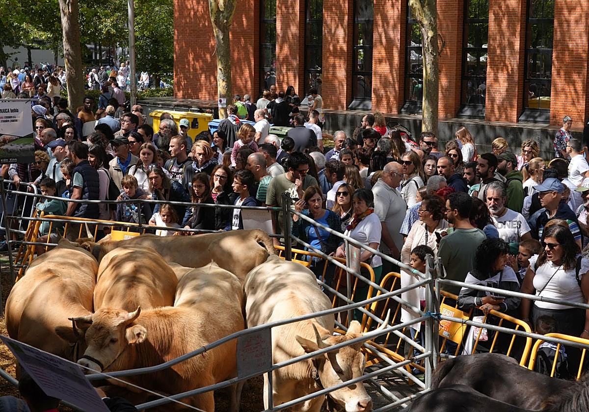 La feria agrícola homenajea hoy a los productores de cereal de Álava