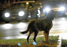 El abandono animal, una infracción muy grave, se recrudece en los meses estivales.