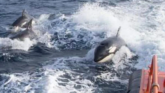 Avistan en Llanes al grupo de orcas que atacaron a los veleros en Euskadi