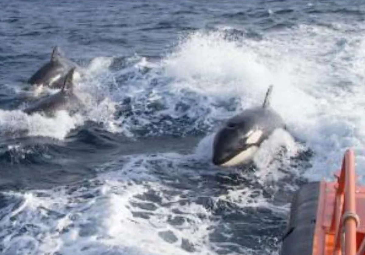 Grupo de orcas tras el incidente de la costa de Llanes.