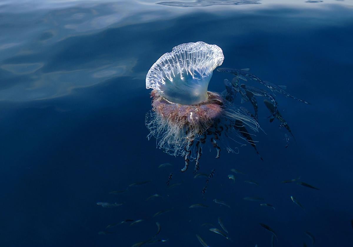 La característica vela de las carabelas portuguesas facilita su movilidad.