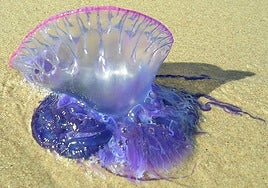 Carabelas portuguesas en cinco playas de Bizkaia