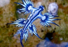 Qué son los dragones azules, la especie marina que han obligado a cerrar playas en Canarias