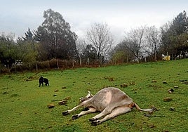 Una vaca muerta en La Arboleda en una imagen de archivo. La Diputación incautó animales a su dueño.