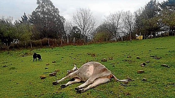 Bizkaia atiende más de 8.000 peticiones de recogida de ganado muerto al año