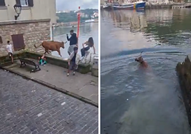 Susto en Pasajes tras caer una vaquilla al agua durante las fiestas
