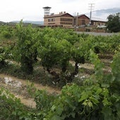 Un viñedo a la entrada de Villabuena de Álava tras la última tormenta