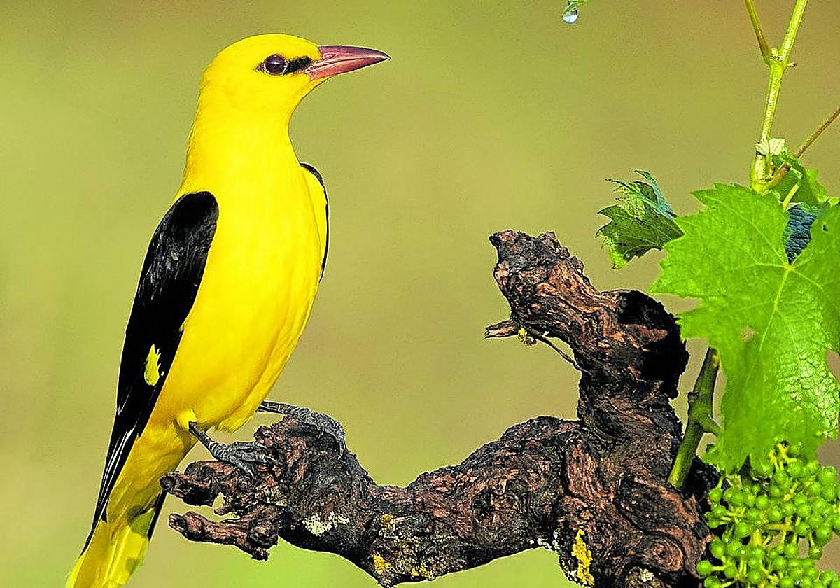 Los machos de oropéndola presenta unos colores más vivos que las hembras.