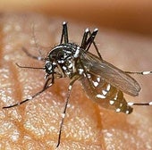 Salud avisa de «la alta probabilidad» de casos de chikungunya en Gipuzkoa a través de mosquitos