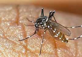 Salud avisa de «la alta probabilidad» de casos de chikungunya en Gipuzkoa a través de mosquitos