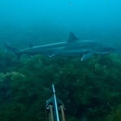 El encuentro de un submarinista vizcaíno con un tiburón en Asturias: «Vi que se acercaba una sombra muy grande»