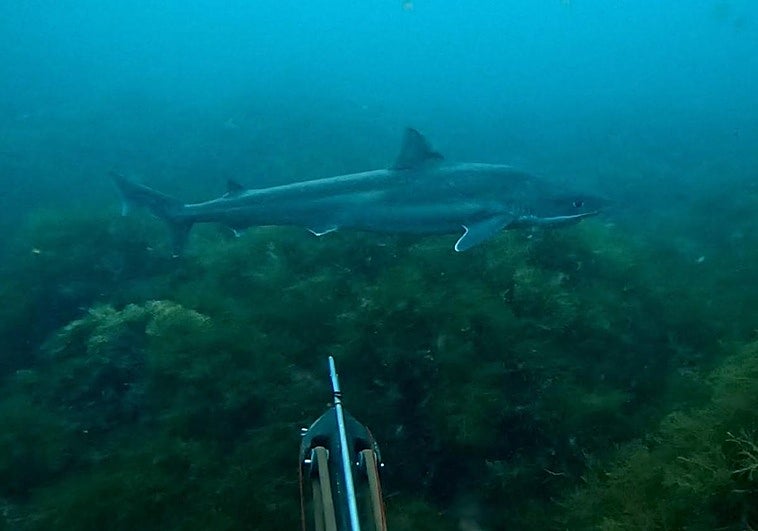 El encuentro de un submarinista vizcaíno con un tiburón en Asturias: «Vi que se acercaba una sombra muy grande»