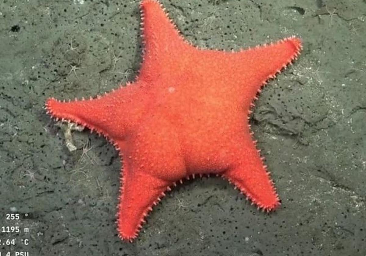 La expedición submarina viral que ha encontrado a 'Patricio' en el fondo del mar