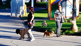 La ciudad cuenta con un elevado censo de mascotas y espacios verdes pasa pasearlos.