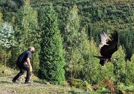 Este buitre negro fue el primer ejemplar de esta especie, la mayor de Europa, que pasó por el centro de fauna de Gorliz desde 2013. Fotografía sacada en 2021.