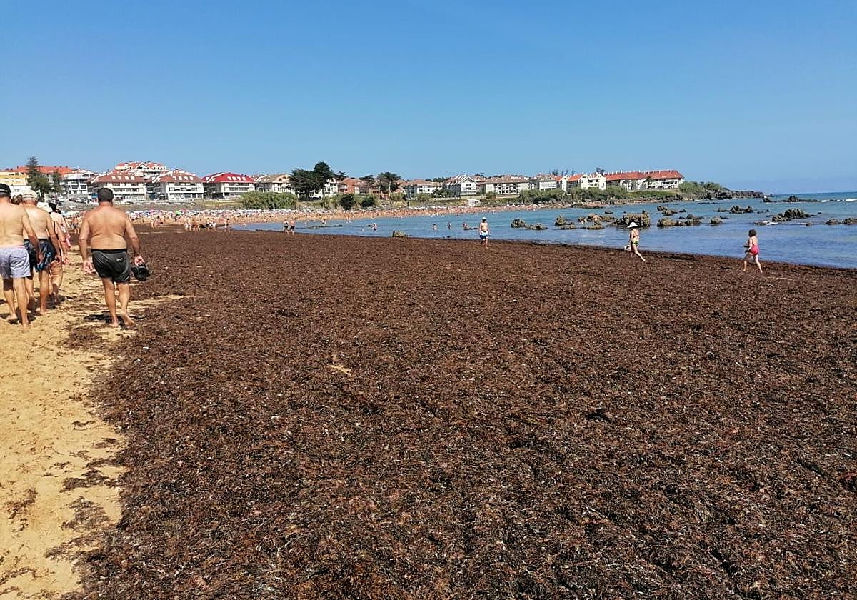 Una impresionante manta de algas invade la playa principal de Noja
