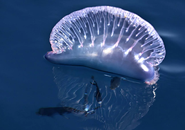 Siete personas sufrieron este jueves picaduras de carabelas portuguesas en las playas vizcaínas