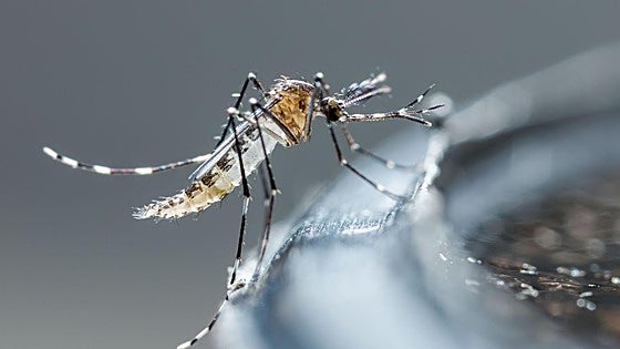 El virus de chikungunya: qué es, síntomas y cómo se contagia