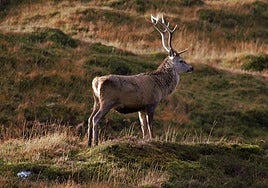 La Diputación alavesa limita los usos y actividades durante la berrea en el Parque Natural del Gorbea.