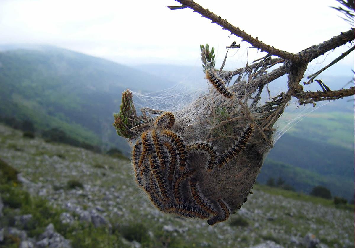 Álava declara oficialmente la plaga de procesionaria