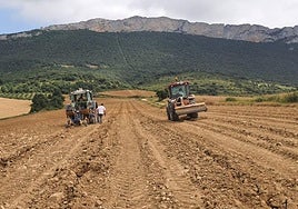La superficie plantada ha aumentando un 2,9% en 14 años.